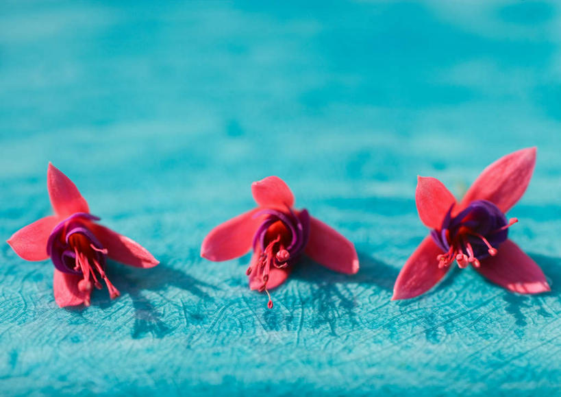 无人,横图,俯视,室内,特写,白天,植物,桌面,桌子,三朵,一排,阴影,蓝色背景,整齐,盛开,反射,影子,花蕾,花,花瓣,花朵,花卉,鲜花,排列,粉色,花苞,花蕊,摄影,影棚,队列,灯笼花,倒挂金钟,吊钟海棠,彩图,高角度拍摄,影棚拍摄,拍摄