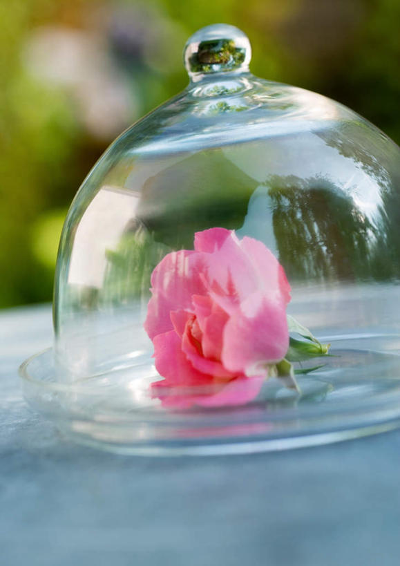 无人,竖图,俯视,室外,特写,白天,桌面,桌子,玫瑰,餐具,朦胧,模糊,盛开,透明,盖子,花蕾,花,花瓣,花朵,鲜花,一朵,粉色,花苞,花蕊,玻璃盖,进餐用具,烹调用具,彩图,高角度拍摄