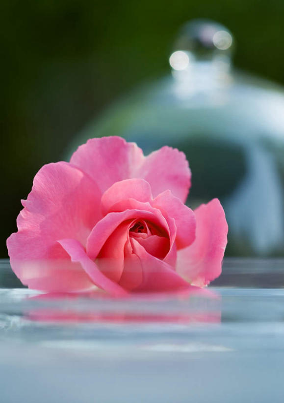 无人,竖图,俯视,室外,特写,白天,桌面,桌子,玫瑰,餐具,朦胧,模糊,盛开,透明,盖子,花蕾,花,花瓣,花朵,鲜花,一朵,粉色,花苞,花蕊,玻璃盖,进餐用具,烹调用具,彩图,高角度拍摄