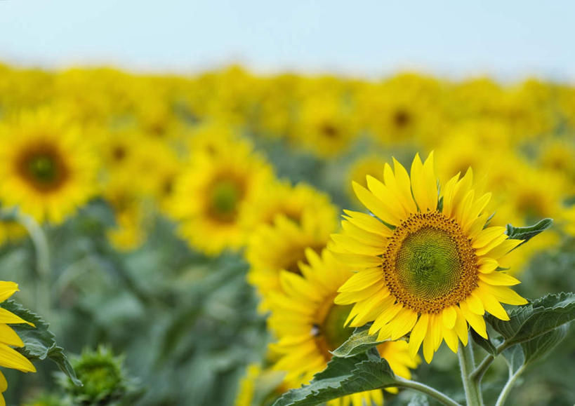 无人,横图,室外,特写,白天,正面,旅游,度假,花海,花圃,美景,向日葵,叶子,朦胧,模糊,盛开,景观,花蕾,娱乐,花,花瓣,花朵,鲜花,绿色,自然,花丛,花束,花田,花苞,花蕊,享受,休闲,景色,放松,自然风光,朝阳花,望日莲,向阳花,转日莲,彩图