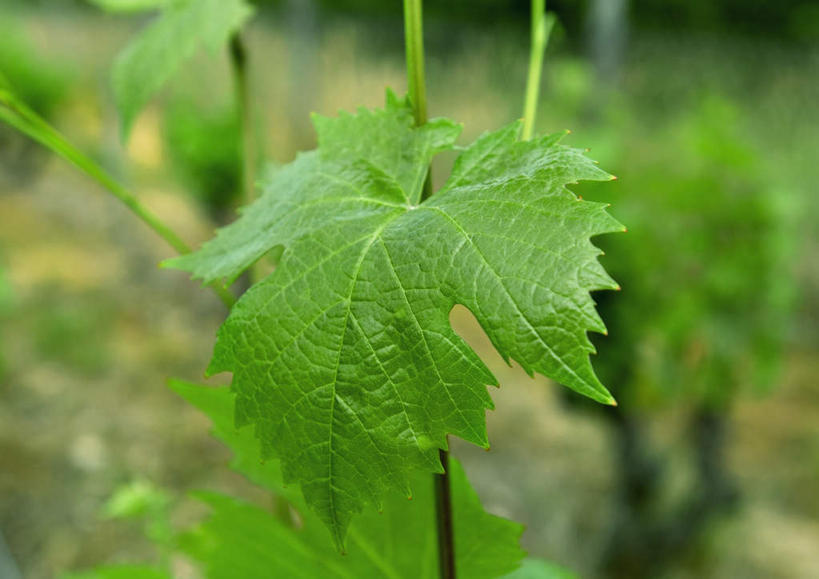 无人,横图,室外,特写,白天,正面,叶子,朦胧,模糊,纹理,绿叶,嫩叶,肌理,叶,叶片,彩图