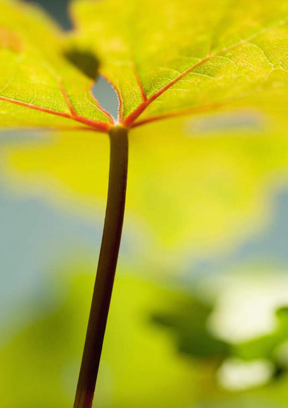 无人,果园,竖图,室外,特写,白天,正面,美景,田园,叶子,一片,朦胧,模糊,纹理,景观,绿叶,葡萄园,自然,庄园,嫩叶,景色,葡萄叶,自然风光,肌理,叶,叶片,叶脉,彩图