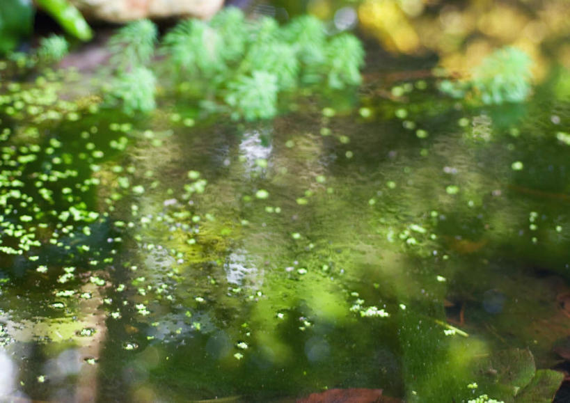 无人,横图,室外,特写,白天,正面,湖,湖泊,美景,水,叶子,阴影,反射,影子,湖面,景观,水流,水面,绿叶,自然,湖水,嫩叶,景色,自然风光,叶,叶片,彩图