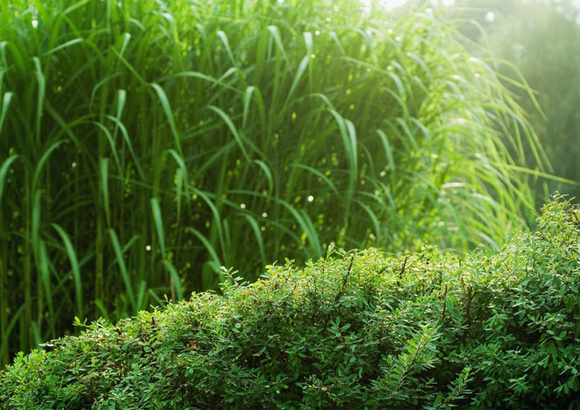 无人,横图,室外,特写,白天,正面,草地,草坪,美景,森林,树林,植物,雾,朦胧,模糊,景观,草,树,树木,绿色,自然,景色,生长,成长,迷雾,自然风光,彩图