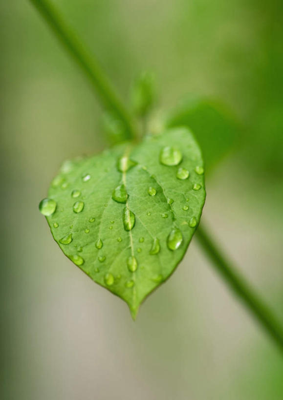 无人,竖图,室外,特写,白天,正面,美景,叶子,一片,朦胧,模糊,景观,水滴,绿叶,水珠,自然,嫩叶,景色,自然风光,叶,叶片,彩图