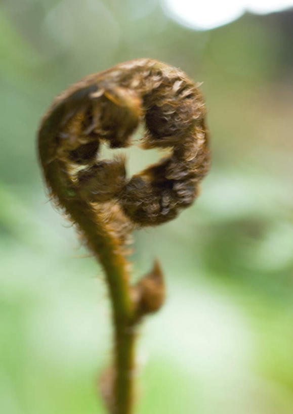 无人,竖图,室外,特写,白天,正面,美景,植物,朦胧,模糊,景观,棕色,蕨菜,一个,自然,景色,单个,自然风光,彩图
