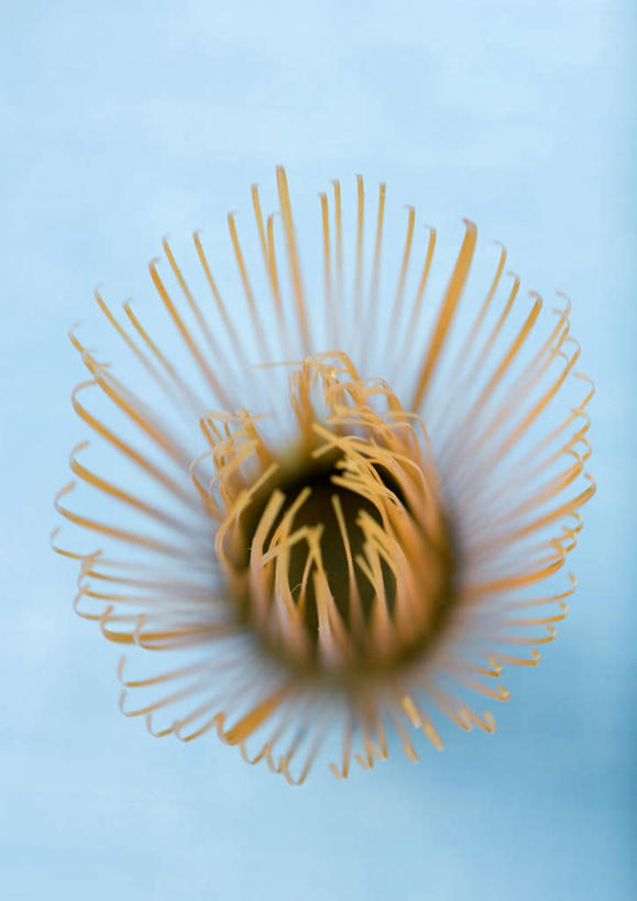 无人,竖图,俯视,室内,特写,白天,桌面,桌子,餐具,蓝色背景,一个,摄影,影棚,单个,茶筅,进餐用具,烹调用具,彩图,高角度拍摄,影棚拍摄,拍摄