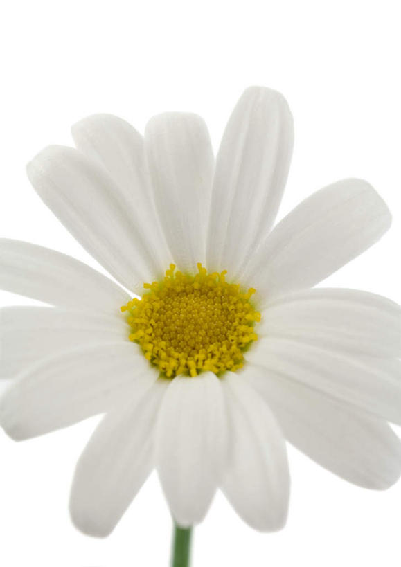 无人,竖图,室内,特写,白天,白色背景,正面,植物,盛开,玛格丽特,雏菊,花,花瓣,花朵,花卉,鲜花,一朵,白色,花蕊,摄影,影棚,延命菊,幸福花,彩图,影棚拍摄,拍摄