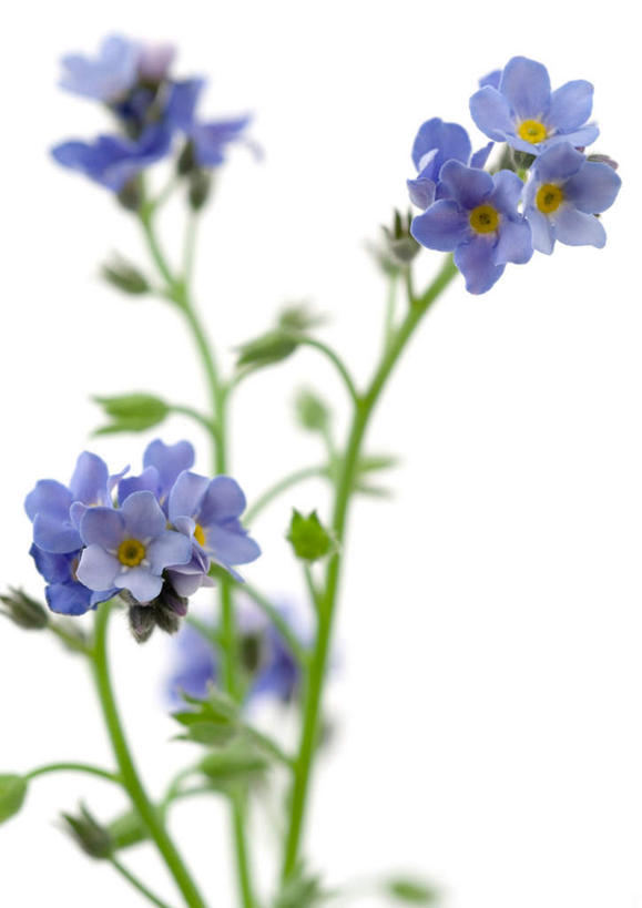 无人,竖图,俯视,室内,特写,白天,白色背景,植物,勿忘我,许多,盛开,花,花瓣,花朵,花卉,鲜花,蓝色,花蕊,摄影,影棚,星辰花,勿忘草,斯太菊,矶松,彩图,高角度拍摄,影棚拍摄,拍摄