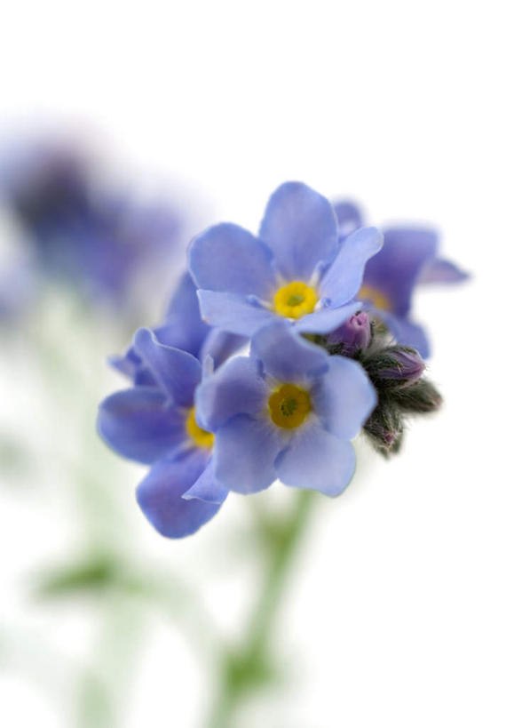 无人,竖图,俯视,室内,特写,白天,白色背景,植物,勿忘我,许多,朦胧,模糊,盛开,花,花瓣,花朵,花卉,鲜花,蓝色,花蕊,摄影,影棚,星辰花,勿忘草,斯太菊,矶松,彩图,高角度拍摄,影棚拍摄,拍摄