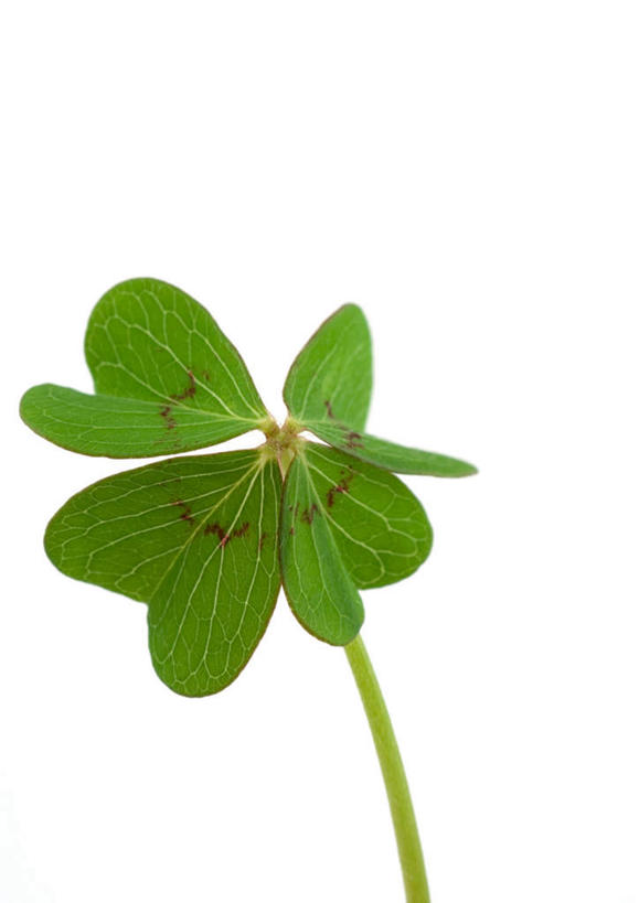 无人,竖图,室内,特写,白天,白色背景,正面,植物,叶子,一片,三叶草,绿叶,绿色,嫩叶,摄影,影棚,车轴草,叶,叶片,彩图,影棚拍摄,拍摄