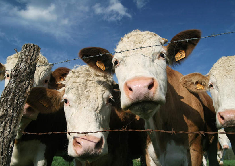 无人,农场,栏杆,站,横图,室外,白天,正面,牛,阴影,光线,影子,栅栏,篱笆,云,云朵,围栏,云彩,护栏,家禽,蓝色,白云,蓝天,天空,阳光,动物,天,站着,家畜,四头,牲畜,站立,彩图