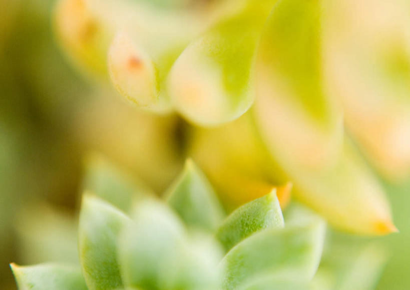 无人,横图,俯视,室外,特写,白天,旅游,度假,美景,植物,两棵,朦胧,模糊,景观,草药,药草,娱乐,中药,两个,绿色,自然,享受,休闲,景色,放松,自然风光,药材,中草药,中药材,本草,佛甲草,彩图,高角度拍摄