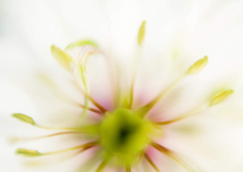 无人,横图,俯视,室外,特写,白天,旅游,度假,美景,景观,花蕾,娱乐,花瓣,花朵,花卉,鲜花,一朵,白色,自然,花苞,享受,休闲,景色,放松,葛缕子,自然风光,彩图,高角度拍摄