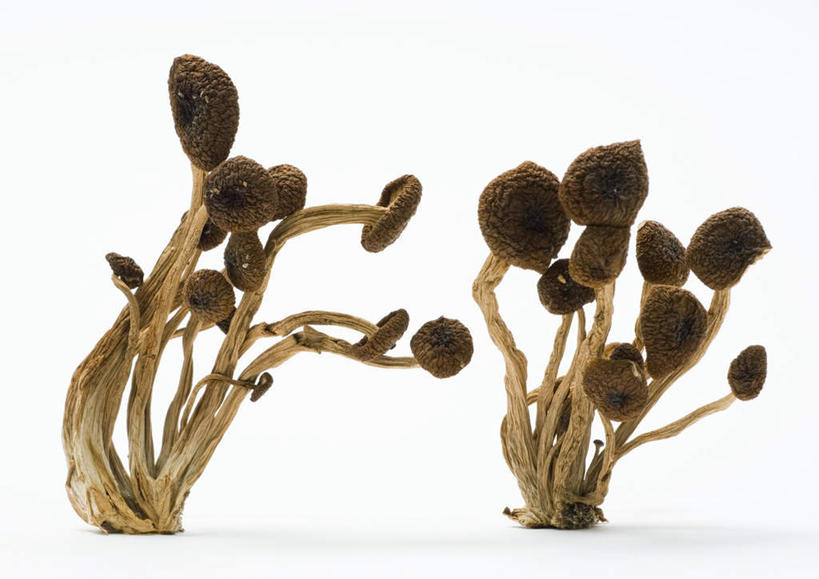 无人,横图,室内,特写,白天,白色背景,正面,桌面,桌子,蔬菜,新鲜,干燥,菌菇,食品,棕色,菌类,平菇,食物,两个,食用菌,摄影,有机食品,绿色食品,影棚,晾干,姬菇,糙皮侧耳,侧耳,黑牡丹菇,彩图,影棚拍摄,拍摄