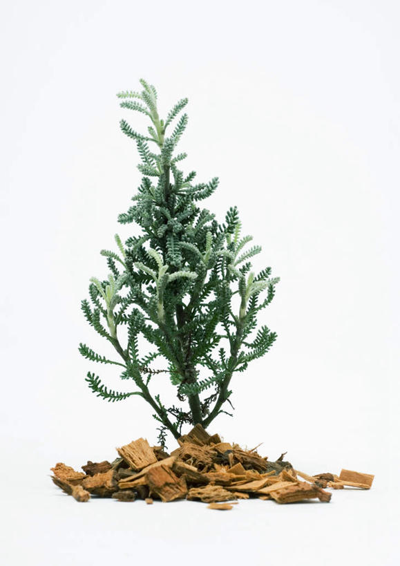 无人,竖图,室内,特写,白天,白色背景,正面,植物,桌面,桌子,一棵,调料,草药,药草,调味品,调味料,中药,摄影,影棚,百里香,药材,中草药,中药材,本草,彩图,影棚拍摄,拍摄