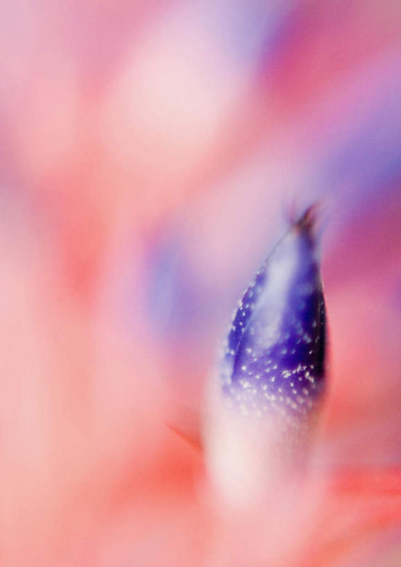 无人,竖图,俯视,室外,特写,白天,旅游,度假,美景,植物,凤梨花,朦胧,模糊,盛开,景观,娱乐,花,花瓣,花朵,花卉,鲜花,一朵,粉色,蓝色,自然,花蕊,享受,休闲,景色,放松,自然风光,完美,观赏凤梨,菠萝花,彩图,高角度拍摄