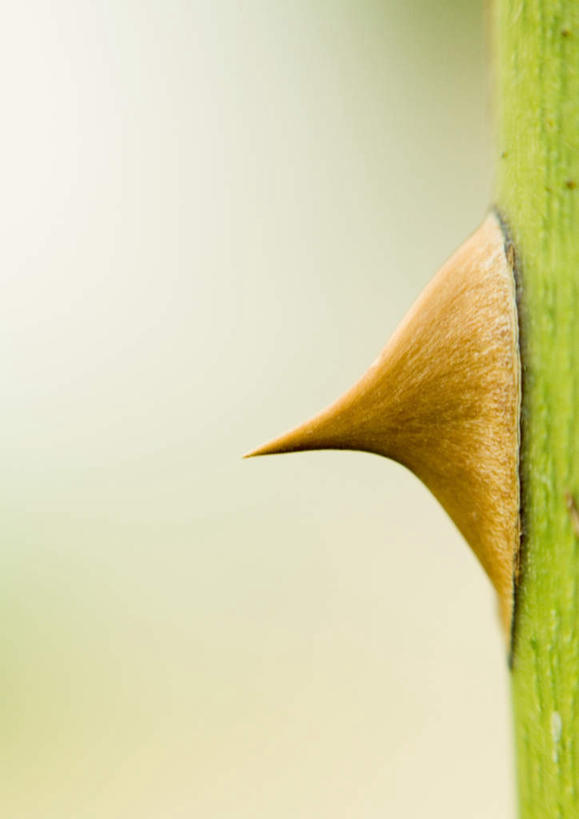 无人,竖图,室外,特写,白天,正面,旅游,度假,美景,朦胧,模糊,景观,茎,娱乐,一个,黄色,自然,享受,休闲,刺,景色,放松,单个,荆棘,自然风光,彩图