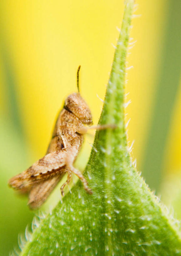 无人,站,竖图,俯视,室外,特写,白天,旅游,度假,美景,植物,叶子,朦胧,模糊,盛开,昆虫,景观,绿叶,注视,娱乐,花,花瓣,花朵,花卉,鲜花,一朵,一只,黄色,绿色,自然,动物,花蕊,观察,看,站着,享受,休闲,嫩叶,景色,放松,观看,察看,关注,蝗虫,自然风光,蚂蚱,害虫,叶,叶片,站立,彩图,高角度拍摄