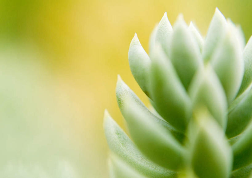 无人,横图,俯视,室外,特写,白天,旅游,度假,美景,植物,一棵,朦胧,模糊,景观,草药,药草,娱乐,中药,一个,绿色,自然,享受,休闲,景色,放松,单个,自然风光,药材,中草药,中药材,本草,佛甲草,彩图,高角度拍摄