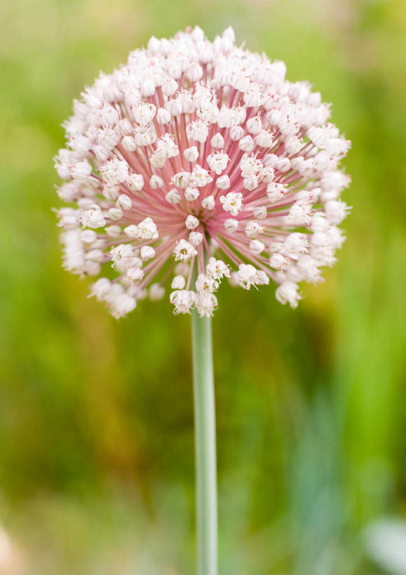 无人,竖图,室外,特写,白天,正面,旅游,度假,美景,植物,蔬菜,朦胧,模糊,盛开,景观,葱,青葱,葱花,娱乐,花,花瓣,花朵,花卉,鲜花,一朵,粉色,自然,花蕊,享受,休闲,景色,放松,自然风光,彩图