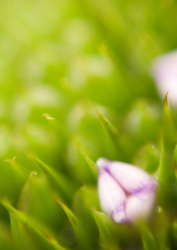 无人,竖图,俯视,室外,特写,白天,旅游,度假,美景,植物,凤梨花,叶子,朦胧,模糊,盛开,景观,绿叶,娱乐,花,花瓣,花朵,花卉,鲜花,一朵,紫色,自然,花蕊,享受,休闲,嫩叶,景色,放松,自然风光,完美,观赏凤梨,菠萝花,叶,叶片,彩图,高角度拍摄