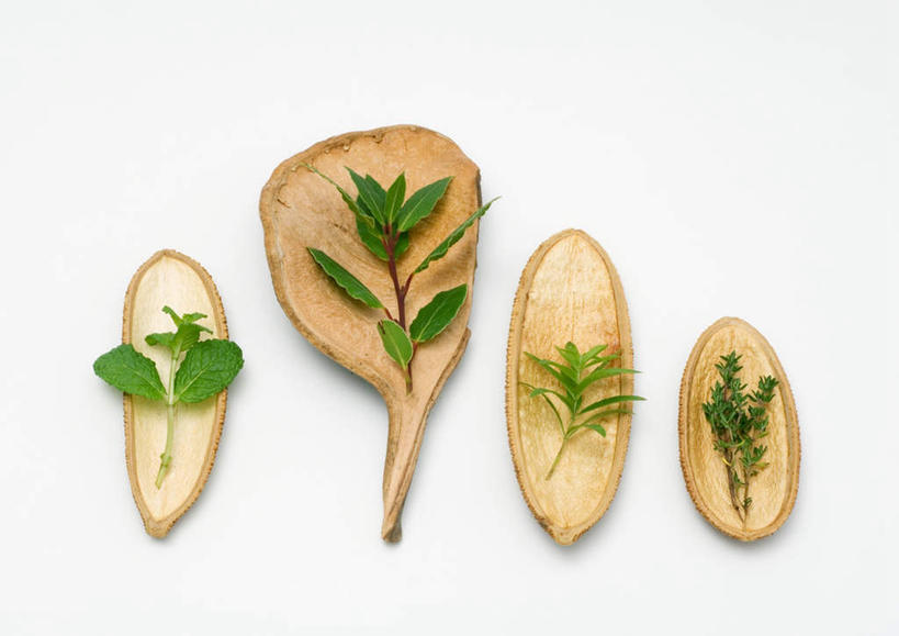 无人,横图,俯视,室内,特写,白天,白色背景,植物,叶子,许多,芳香,薄荷,绿叶,草药,药草,银丹草,中药,香草,嫩叶,摄影,影棚,马鞭草,吉祥,百里香,麝香草,草本,柠檬马鞭草,药材,中草药,月桂叶,香叶,中药材,本草,如意,勇气,勇敢,天竺桂,香桂叶,桂叶,地椒,自尊,不屈,斑叶凤梨薄荷,苹果薄荷,夜息香,平安,月桂,叶,叶片,彩图,高角度拍摄,影棚拍摄,拍摄