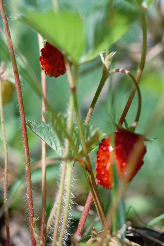 无人,竖图,俯视,室外,特写,白天,美景,浆果,水果,叶子,三只,朦胧,模糊,新鲜,景观,生食,食品,果实,绿叶,食物,三个,自然,嫩叶,景色,有机食品,绿色食品,自然风光,野草莓,叶,叶片,洋莓,彩图,高角度拍摄