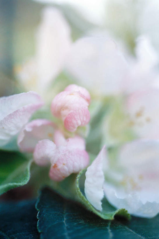 无人,竖图,室外,特写,白天,正面,美景,海棠花,叶子,朦胧,模糊,盛开,景观,海棠,绿叶,花蕾,花,花瓣,花朵,鲜花,一朵,自然,花苞,花蕊,嫩叶,景色,自信,呵护,秋海棠,自然风光,八月春,解语花,相思草,岩丸子,叶,叶片,彩图