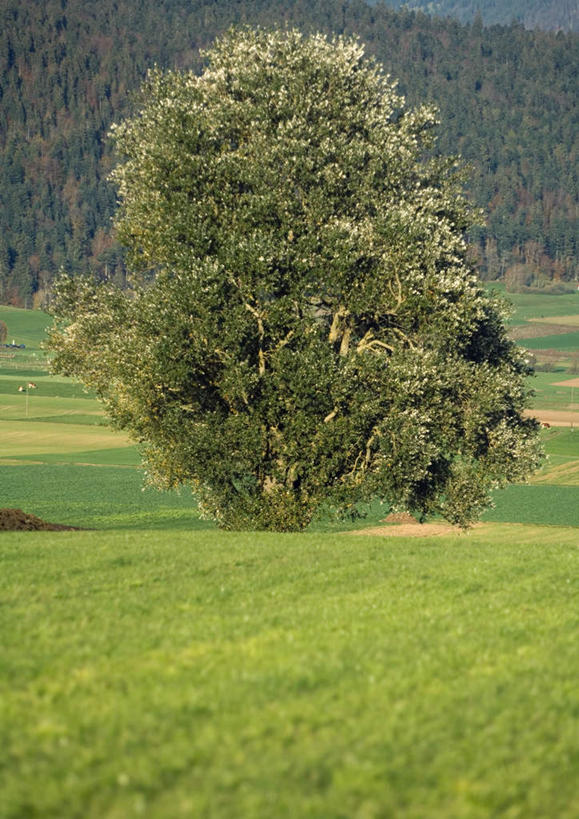 无人,农田,竖图,室外,白天,正面,旅游,度假,庄稼,草地,草坪,美景,树林,田园,植物,瑞士,欧洲,景观,田野,娱乐,草,树,树木,绿色,自然,享受,休闲,景色,放松,生长,成长,自然风光,中欧,瑞士联邦,彩图,耕地,庄稼田