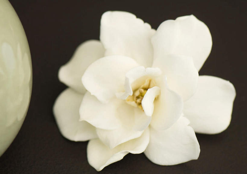 无人,横图,俯视,室内,特写,白天,爱情,杯子,阴影,黑色背景,盛开,反射,瓷器,影子,栀子花,陶瓷制品,花蕾,花,花瓣,花朵,鲜花,一朵,白色,花苞,花蕊,摄影,影棚,栀子,坚强,瓷杯,永恒,守候,黄栀,黄栀子,山栀,山栀子,茶杯,彩图,高角度拍摄,影棚拍摄,拍摄