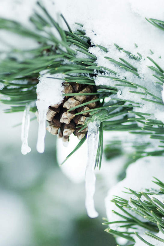 无人,竖图,室外,特写,白天,正面,旅游,度假,美景,雪,植物,大雪,松树,叶子,朦胧,模糊,冰,积雪,景观,雪景,冬季,冬天,果子,绿叶,冰柱,娱乐,树,树木,绿色,自然,享受,休闲,嫩叶,景色,放松,寒冷,生长,成长,冰冷,自然风光,坚定,橡果,长寿,严寒,冰凉,酷寒,凛冽,凛凛,贞洁,极冷,叶,叶片,彩图