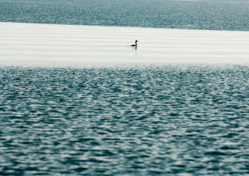 游泳,无人,横图,室外,白天,正面,旅游,度假,海浪,海洋,美景,鸟,波纹,水鸟,鸭子,景观,浪花,涟漪,娱乐,一只,倒影,水纹,自然,海水,波浪,享受,休闲,景色,安静,放松,水禽,禽类,倒映,自然风光,海景,水晕,反照,寂静,大海,风浪,海,海水的波动,近岸浪,涌浪,彩图,全身