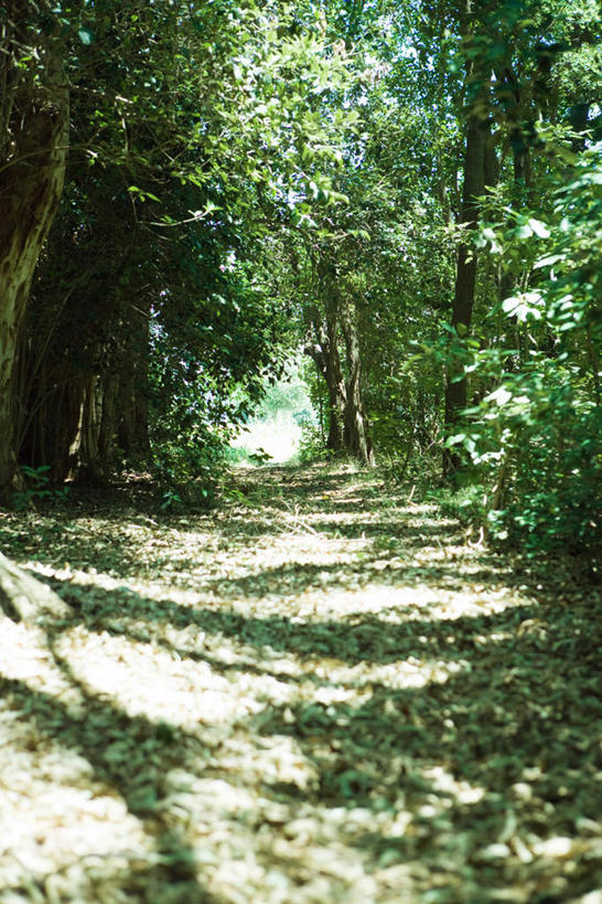 无人,竖图,室外,白天,正面,旅游,度假,美景,树林,植物,道路,路,阴影,光线,影子,景观,小路,交通,娱乐,树,树木,绿色,阳光,自然,享受,休闲,景色,安静,放松,乡间小路,生长,成长,自然风光,寂静,彩图