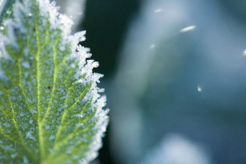 无人,横图,室外,特写,白天,仰视,旅游,度假,美景,叶子,一片,朦胧,模糊,冰,景观,冬季,冬天,绿叶,娱乐,自然,享受,休闲,嫩叶,景色,放松,寒冷,冰冷,自然风光,雾凇,严寒,冰凉,酷寒,凛冽,凛凛,极冷,树挂,叶,叶片,彩图,低角度拍摄