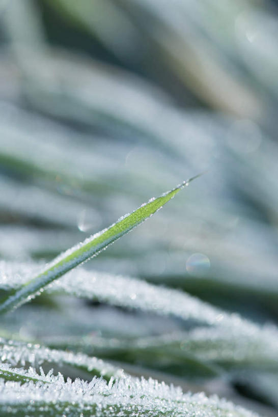 无人,竖图,室外,特写,白天,正面,旅游,度假,美景,叶子,许多,朦胧,模糊,冰,景观,冬季,冬天,绿叶,娱乐,自然,享受,休闲,嫩叶,景色,放松,寒冷,冰冷,自然风光,雾凇,严寒,冰凉,酷寒,凛冽,凛凛,极冷,树挂,叶,叶片,彩图