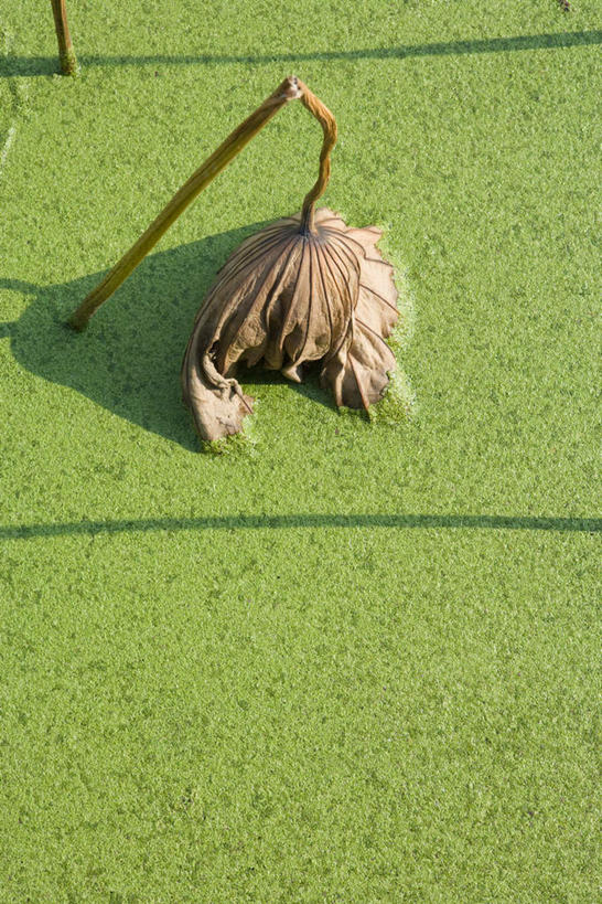 无人,竖图,俯视,室外,白天,旅游,度假,美景,水,叶子,阴影,光线,液体,影子,池塘,景观,水滴,水面,枯叶,落叶,浮萍,娱乐,阳光,自然,享受,休闲,景色,放松,自然风光,叶,叶片,彩图,高角度拍摄