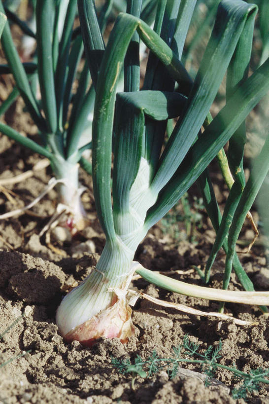 无人,竖图,俯视,室外,特写,白天,美景,蔬菜,许多,朦胧,模糊,新鲜,景观,葱,大葱,青葱,食品,食物,自然,景色,有机食品,绿色食品,自然风光,彩图,高角度拍摄