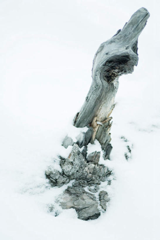 无人,竖图,俯视,室外,特写,白天,美景,雪,植物,大雪,朦胧,模糊,积雪,景观,雪景,冬天,枯树,树,树木,绿色,自然,景色,生长,成长,自然风光,彩图,高角度拍摄