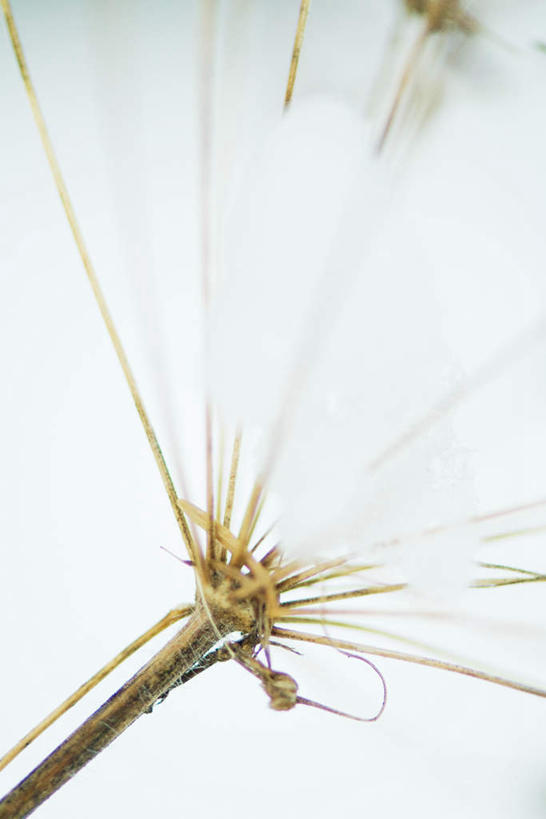 无人,竖图,室外,特写,白天,正面,美景,雪,植物,大雪,朦胧,模糊,积雪,景观,雪景,冬天,茎,枝条,树,树木,树枝,自然,景色,自然风光,虬枝,枝杈,彩图