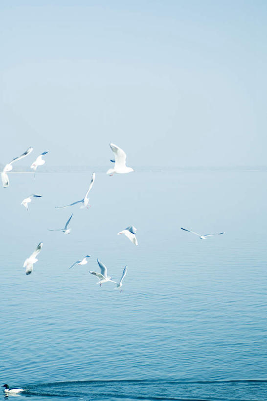 无人,竖图,室外,白天,仰视,旅游,度假,湖,湖泊,美景,水,鸟,瑞士,欧洲,许多,伸展,张开,展翅,翅膀,鸟类,水鸟,鸭子,湖面,景观,水流,水面,娱乐,飞,蓝色,蓝天,天空,自然,湖水,天,享受,休闲,景色,放松,水禽,禽类,自然风光,张开翅膀,中欧,瑞士联邦,展开翅膀,彩图,低角度拍摄,全身