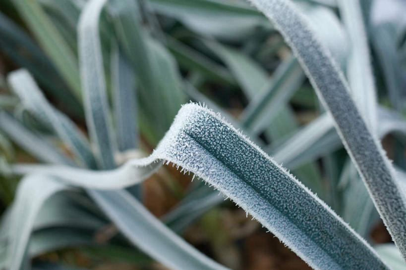 无人,横图,俯视,室外,特写,白天,美景,叶子,朦胧,模糊,冰,景观,绿叶,霜,自然,嫩叶,景色,自然风光,冰霜,叶,叶片,彩图,高角度拍摄