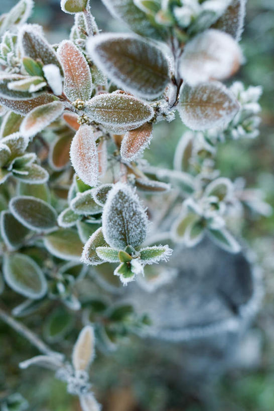 无人,竖图,俯视,室外,特写,白天,旅游,度假,美景,叶子,朦胧,模糊,冰,景观,绿叶,霜,娱乐,自然,享受,休闲,嫩叶,景色,放松,自然风光,冰霜,叶,叶片,彩图,高角度拍摄