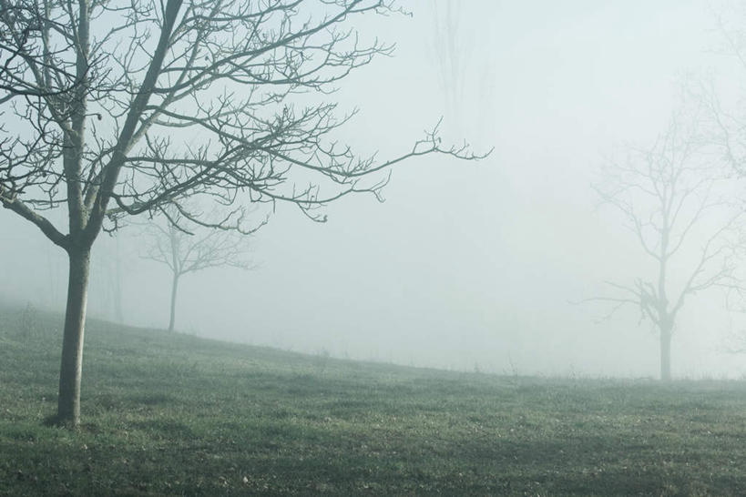 无人,横图,室外,白天,正面,旅游,度假,美景,植物,雾,三棵,朦胧,模糊,景观,娱乐,树,树木,绿色,自然,享受,休闲,景色,放松,生长,成长,迷雾,自然风光,大雾,彩图