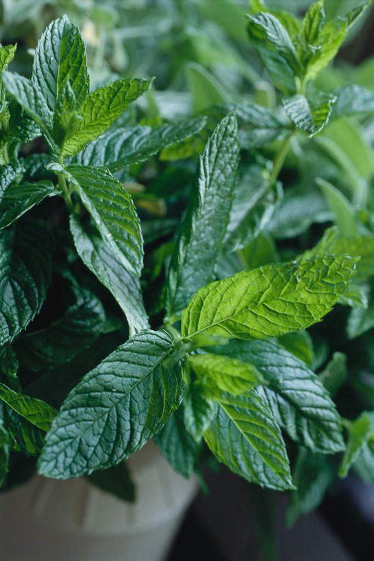 无人,竖图,俯视,室内,特写,白天,叶子,朦胧,模糊,薄荷,绿叶,银丹草,绿色,嫩叶,斑叶凤梨薄荷,夜息香,叶,叶片,彩图,高角度拍摄