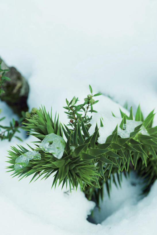 无人,竖图,俯视,室外,特写,白天,美景,雪,大雪,叶子,朦胧,模糊,积雪,景观,雪景,冬天,绿叶,松叶,自然,嫩叶,景色,自然风光,叶,叶片,彩图,高角度拍摄