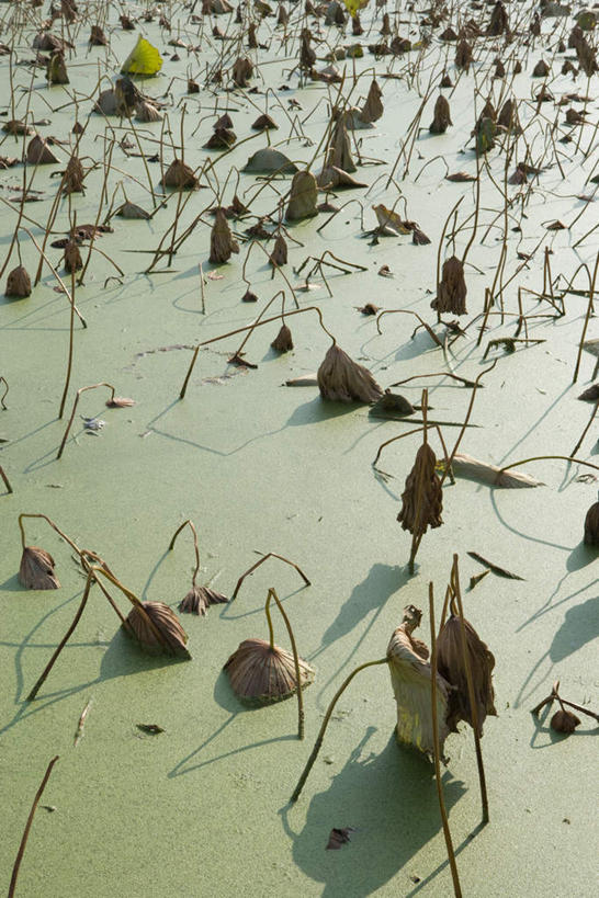 无人,竖图,俯视,室外,特写,白天,旅游,度假,美景,水,叶子,许多,朦胧,模糊,液体,池塘,景观,水池,水滴,水面,枯叶,落叶,浮萍,娱乐,自然,享受,休闲,景色,放松,自然风光,叶,叶片,彩图,高角度拍摄