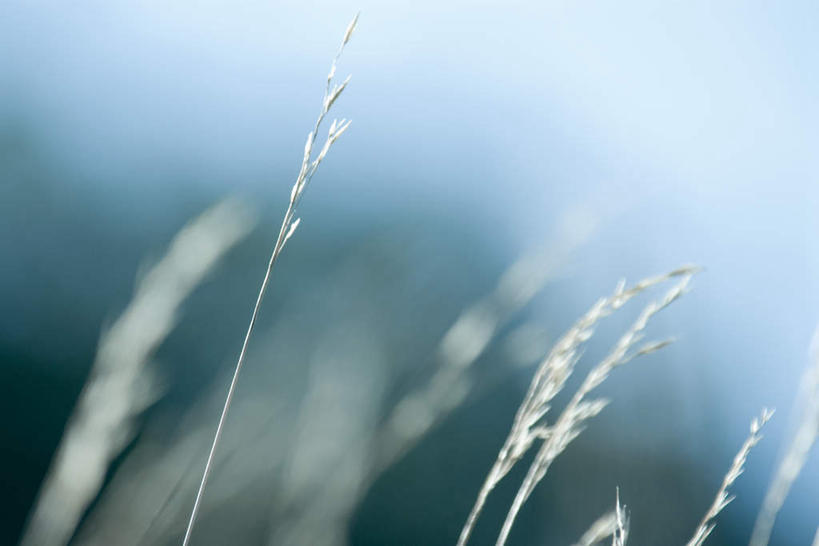 无人,横图,室外,特写,白天,正面,美景,植物,阴影,枯萎,朦胧,模糊,光线,影子,景观,枯草,草,黄色,阳光,自然,景色,自然风光,彩图