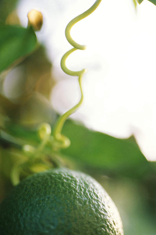 无人,竖图,室外,特写,白天,仰视,美景,柠檬,水果,叶子,丰富,丰收,朦胧,模糊,新鲜,景观,青柠檬,生食,食品,果实,绿叶,丰盛,食物,自然,嫩叶,景色,有机食品,绿色食品,自然风光,丰登,丰硕,叶,叶片,益母果,柠果,彩图,低角度拍摄