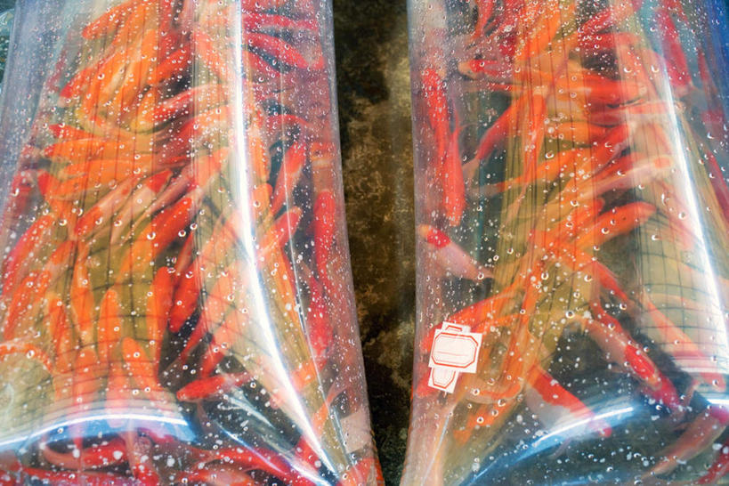 游泳,无人,横图,俯视,室内,白天,水,袋子,一群,许多,金鱼,鱼,液体,水滴,灯光,很多,注视,捆,鱼类,吊灯,灯,两个,灯具,观察,看,充气,观看,游动,察看,照明设备,关注,观赏鱼,金鲫鱼,泅水,拍浮,彩图,高角度拍摄,全身